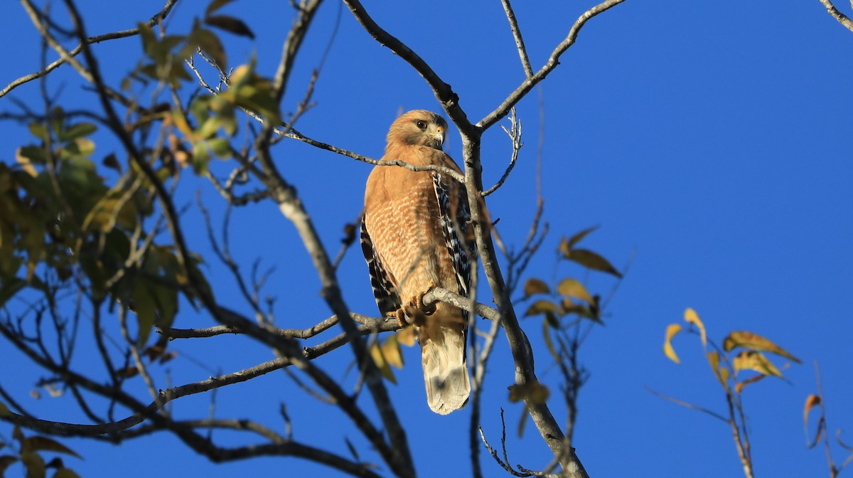 Busardo Pechirrojo - ML647062257