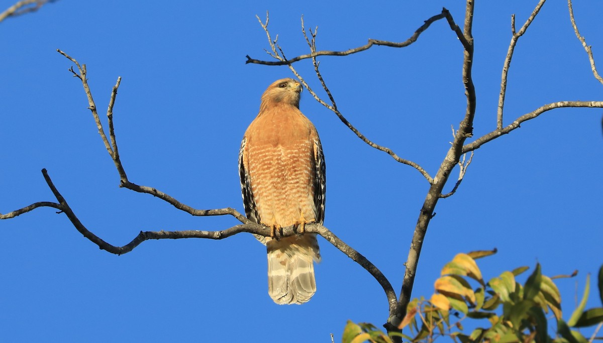 Busardo Pechirrojo - ML647062258