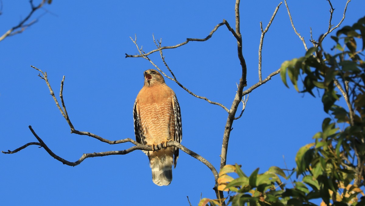Busardo Pechirrojo - ML647062259