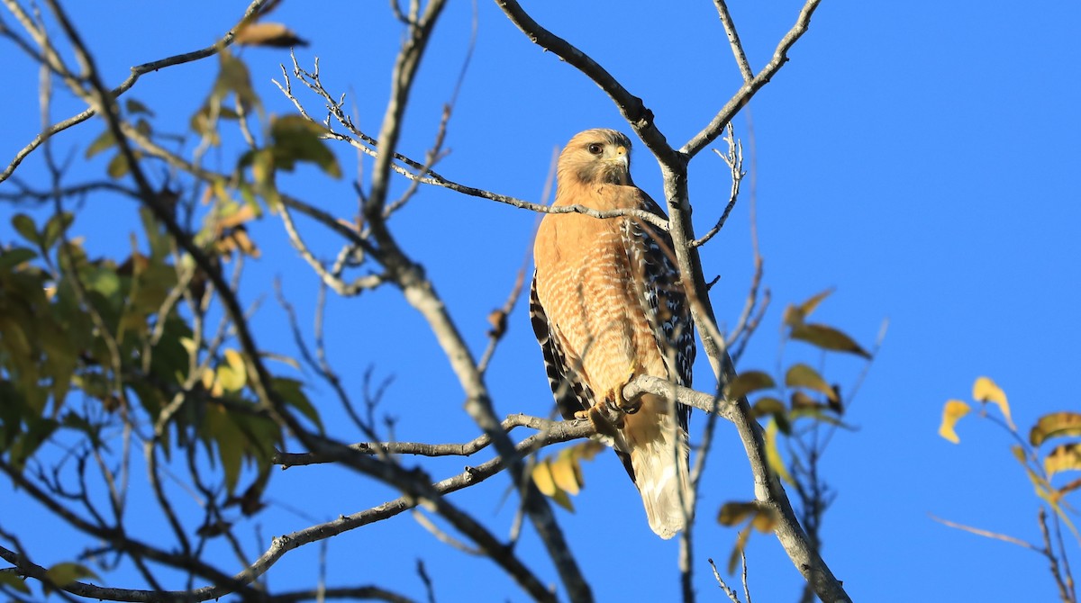 Busardo Pechirrojo - ML647062260