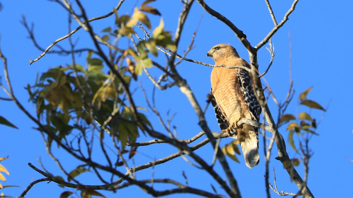 Busardo Pechirrojo - ML647062261