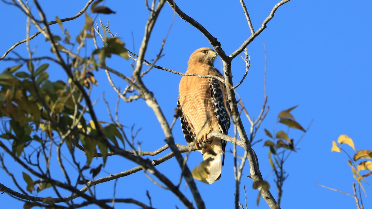 Busardo Pechirrojo - ML647062262