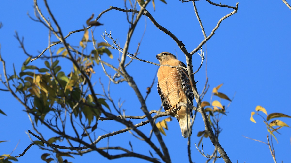 Busardo Pechirrojo - ML647062263