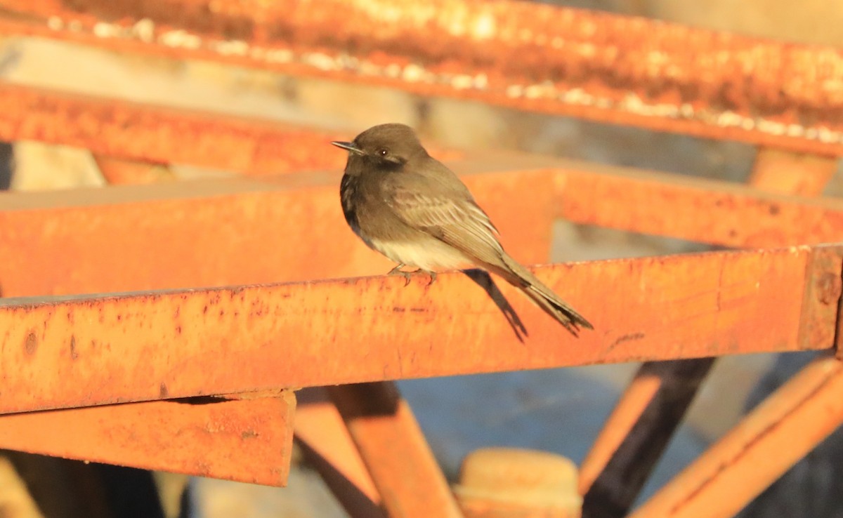 Mosquero Negro - ML647062266