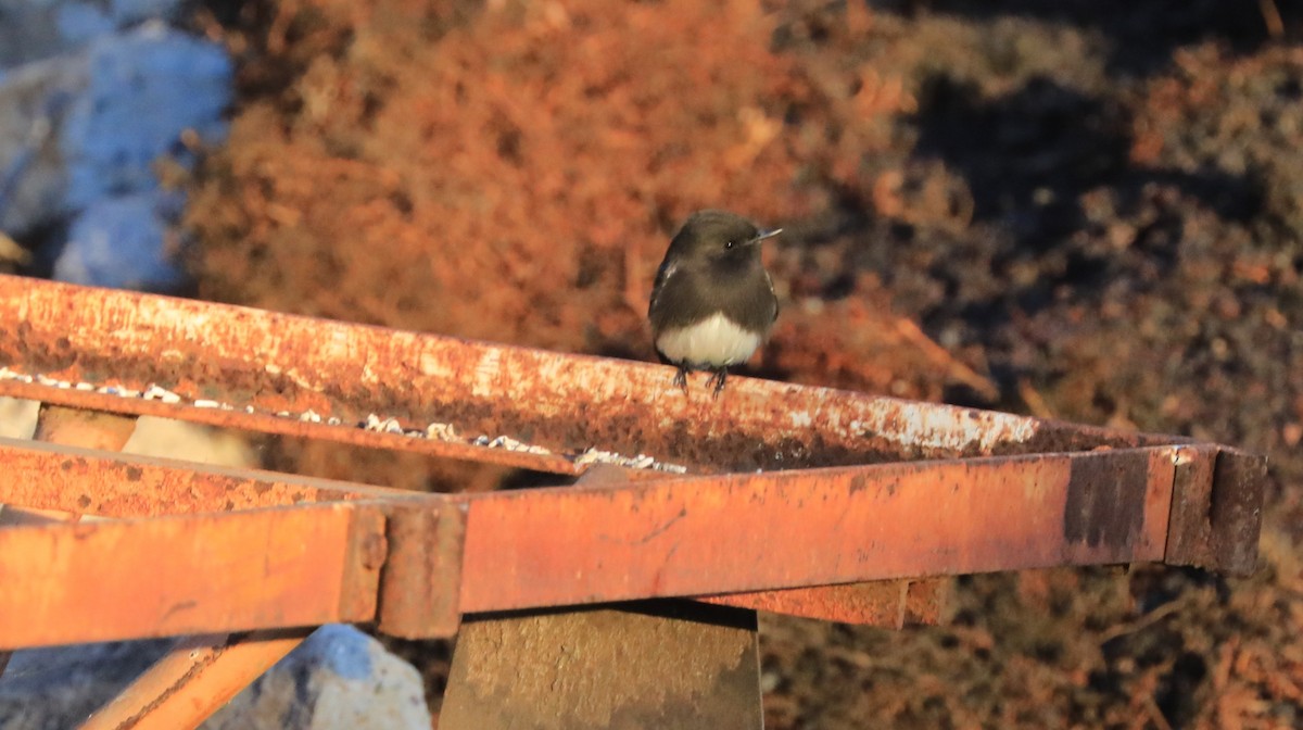 Mosquero Negro - ML647062267