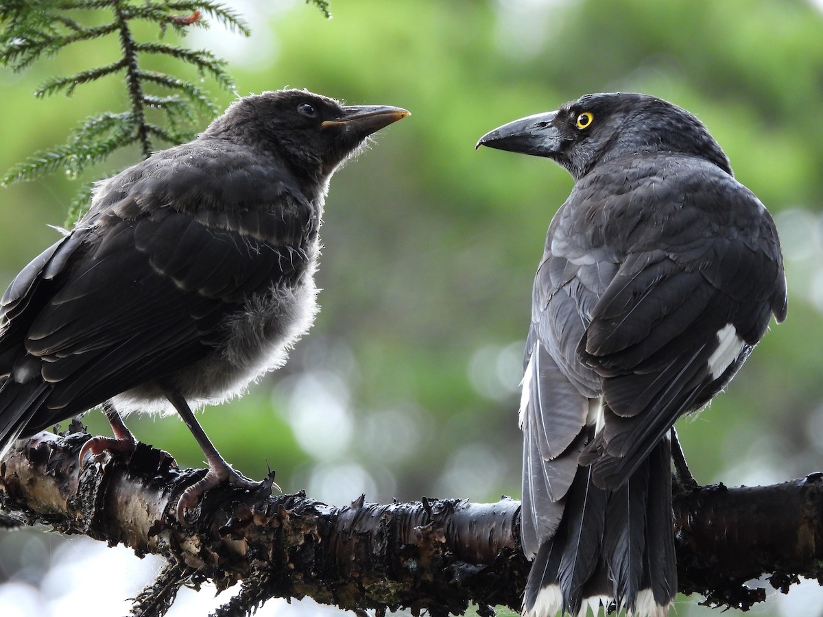 Куравонг строкатий - ML647062268