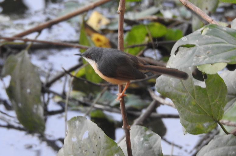 Rostbauchprinie - ML647062269