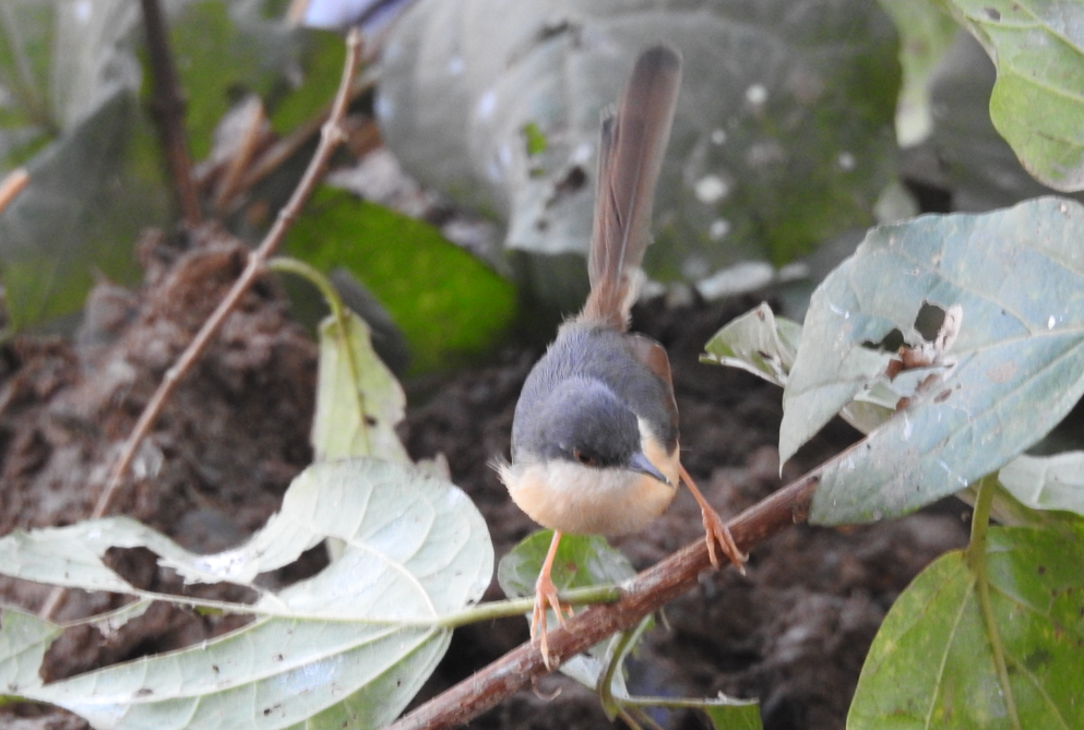 Rostbauchprinie - ML647062271