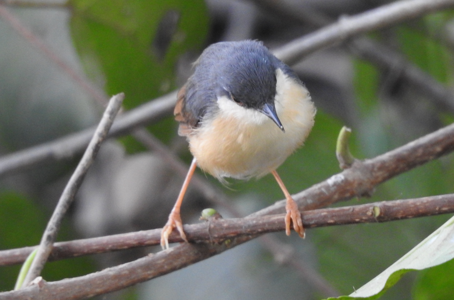 Rostbauchprinie - ML647062272