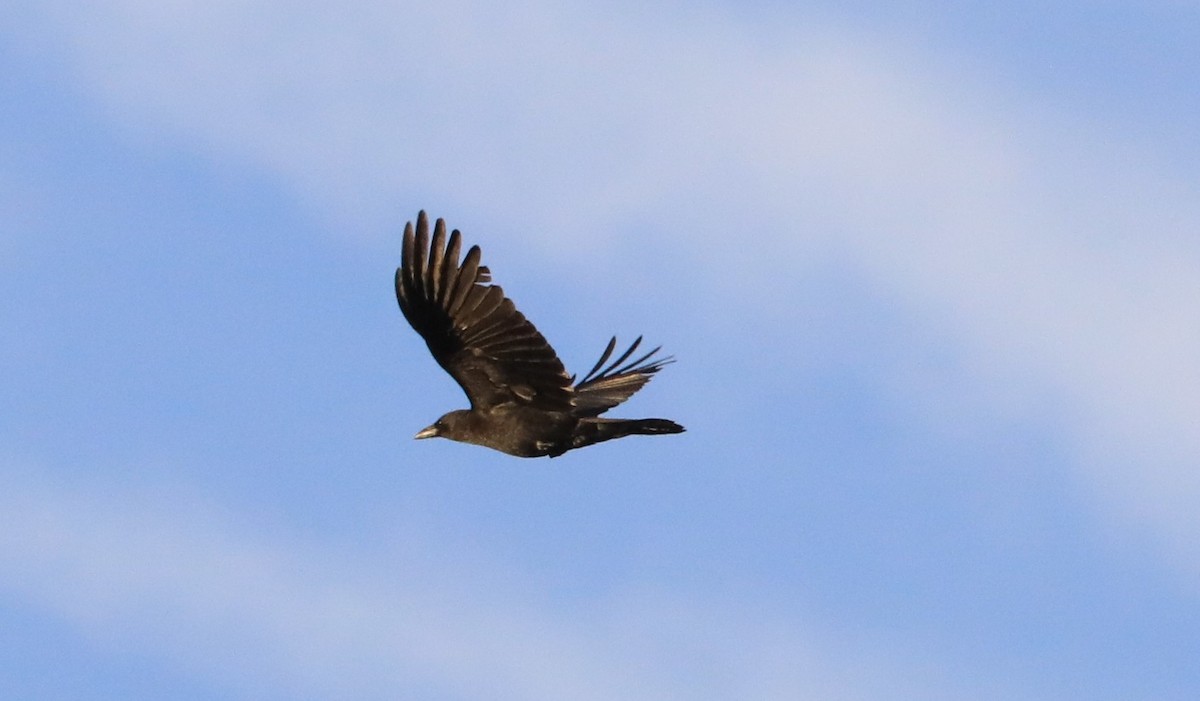 Cuervo Americano - ML647062273