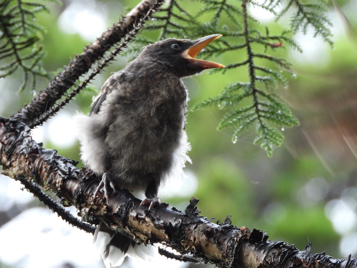 Куравонг строкатий - ML647062277
