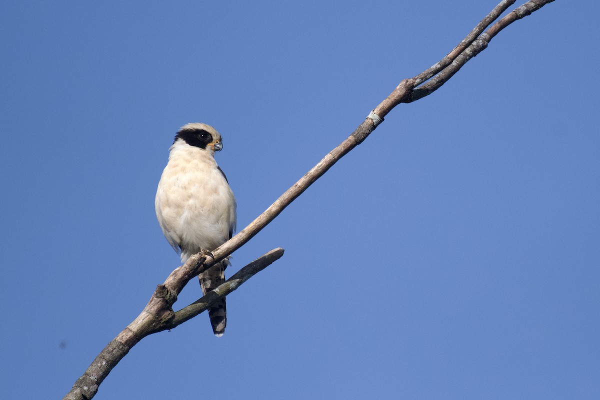 Laughing Falcon - ML647062280