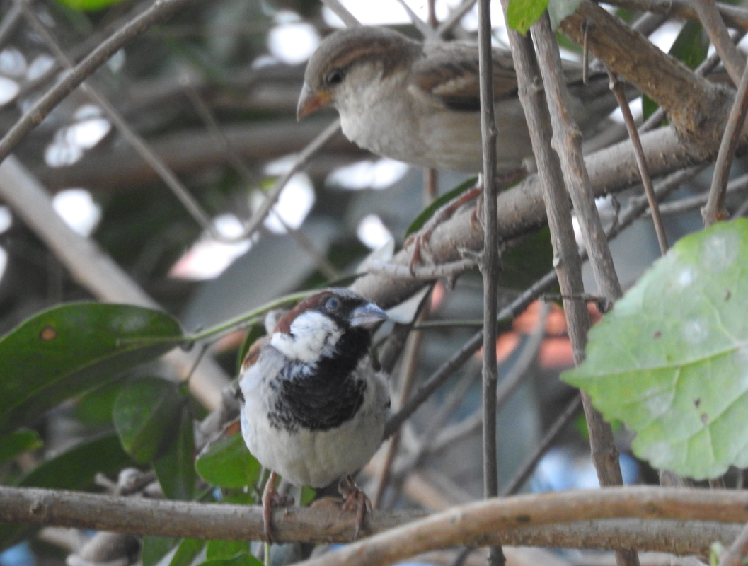 House Sparrow - ML647062286