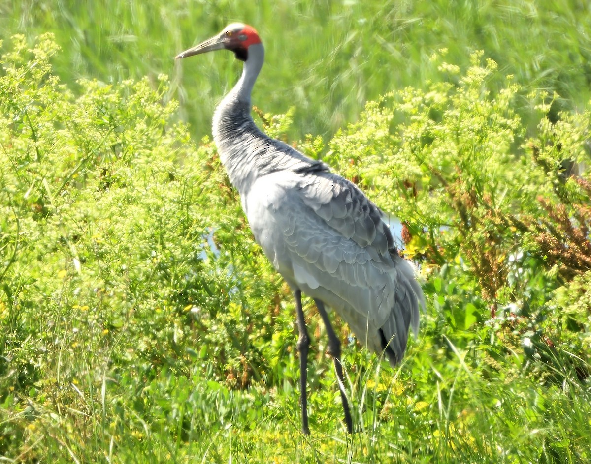 Brolga - ML647062289