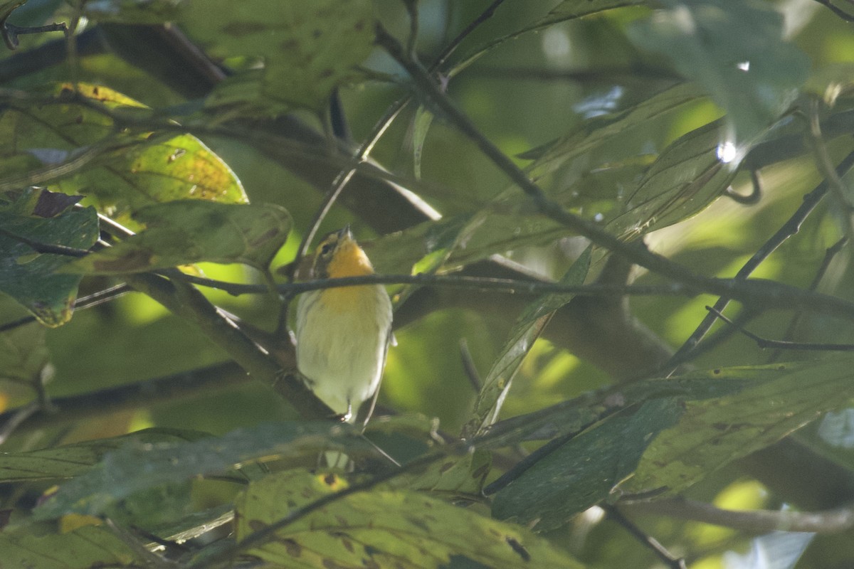 Fichtenwaldsänger - ML647062290