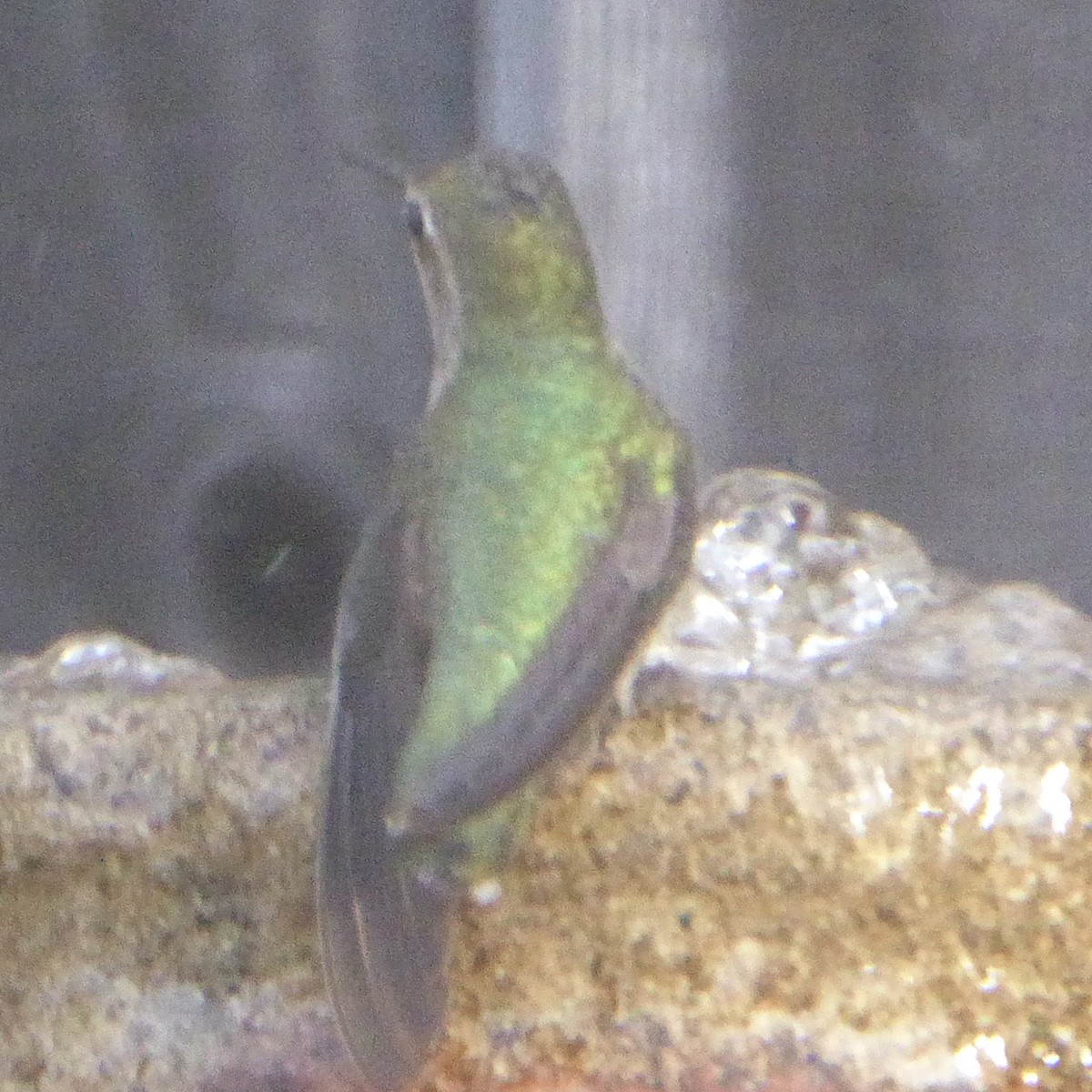 Anna's Hummingbird - ML647062291