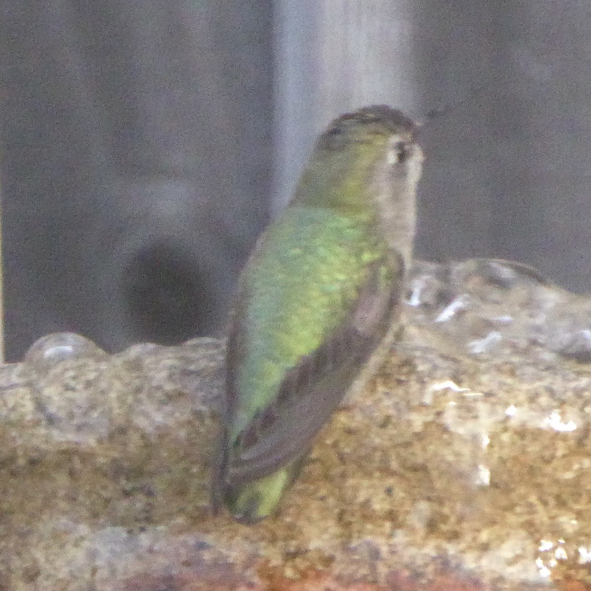 Anna's Hummingbird - ML647062293