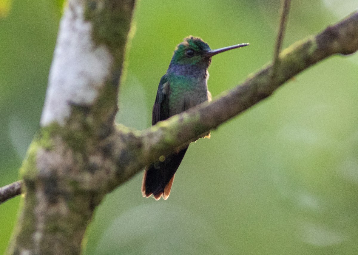 Charming Hummingbird - ML647062300