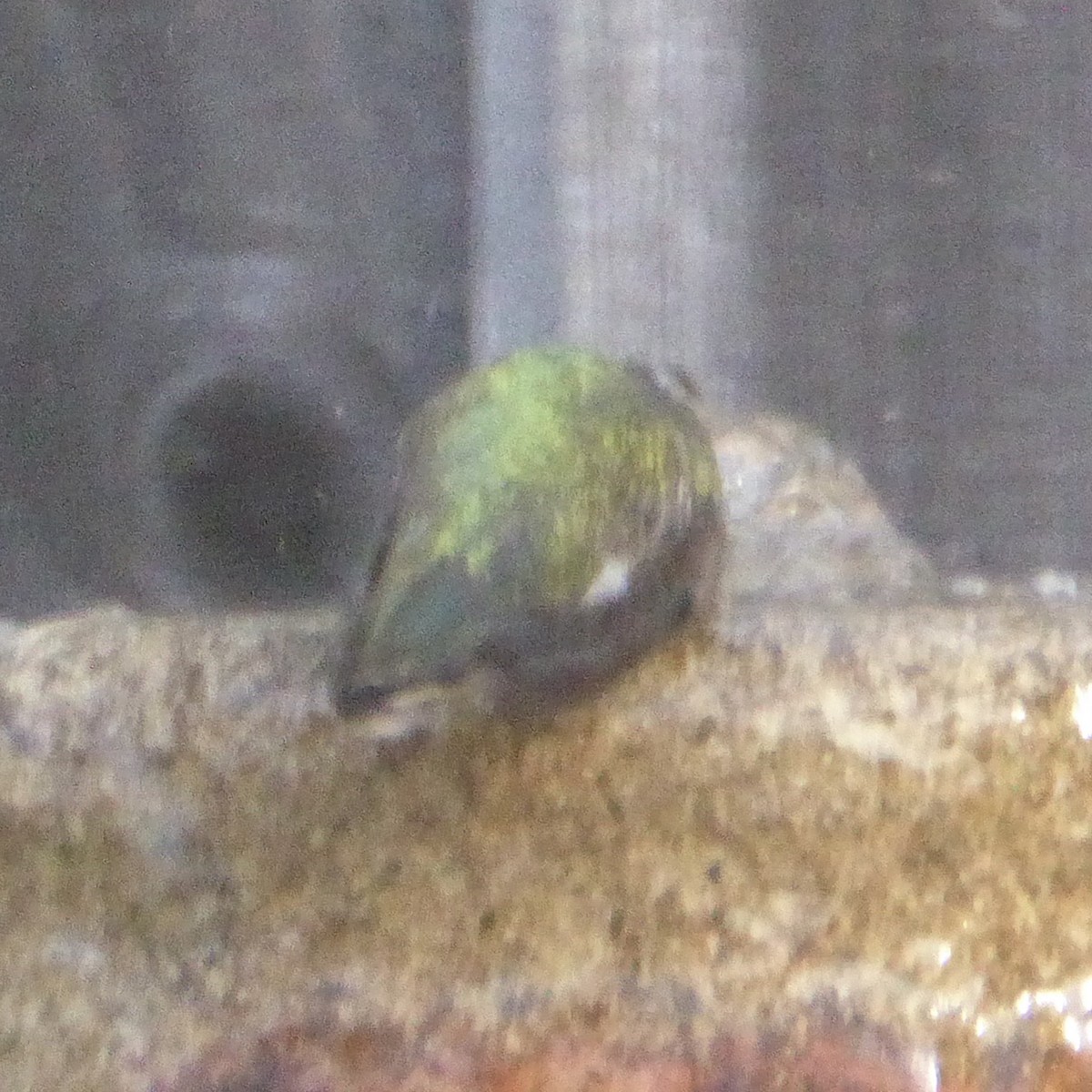 Anna's Hummingbird - ML647062302