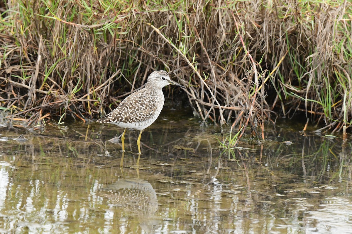 vodouš bahenní - ML647062304