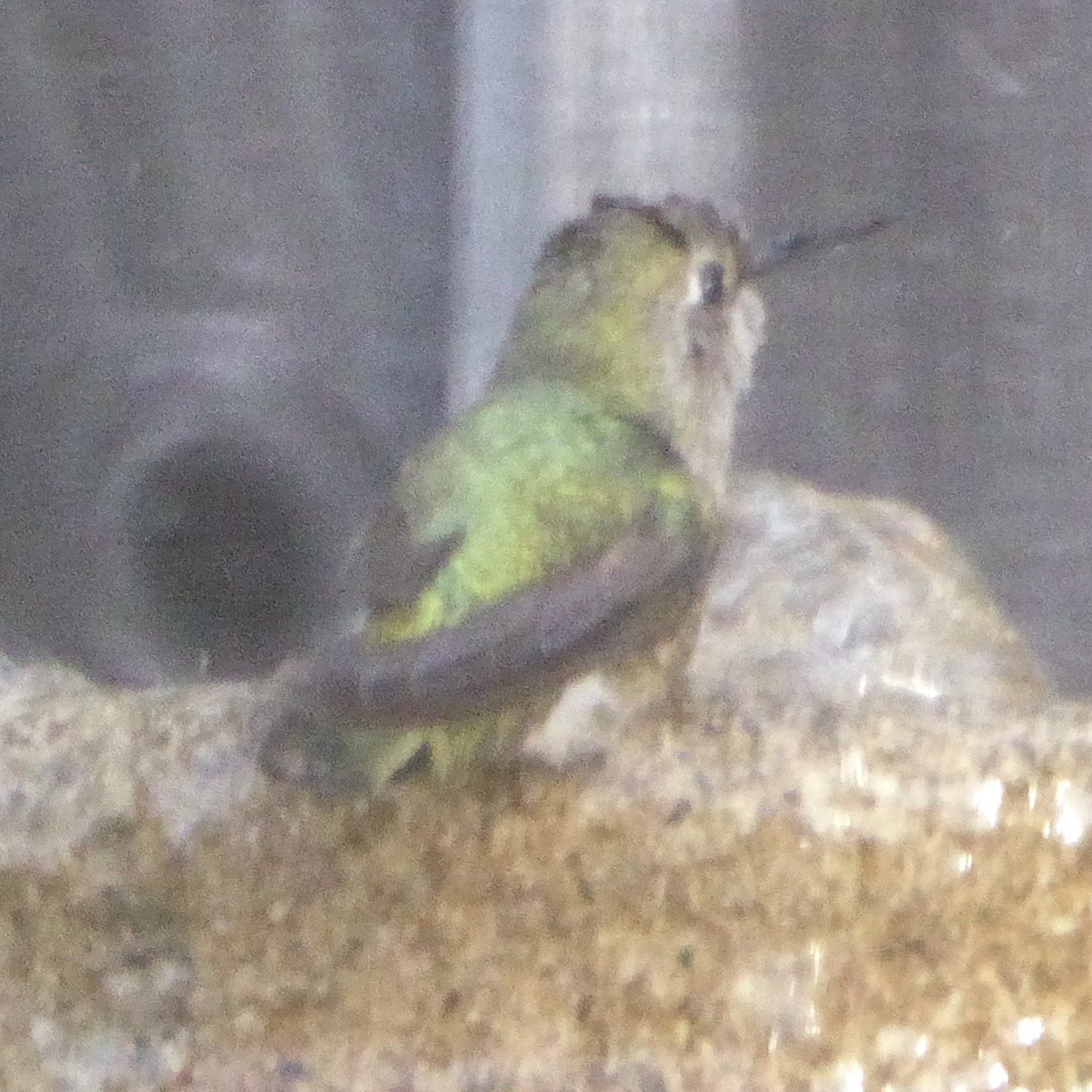 Anna's Hummingbird - ML647062305