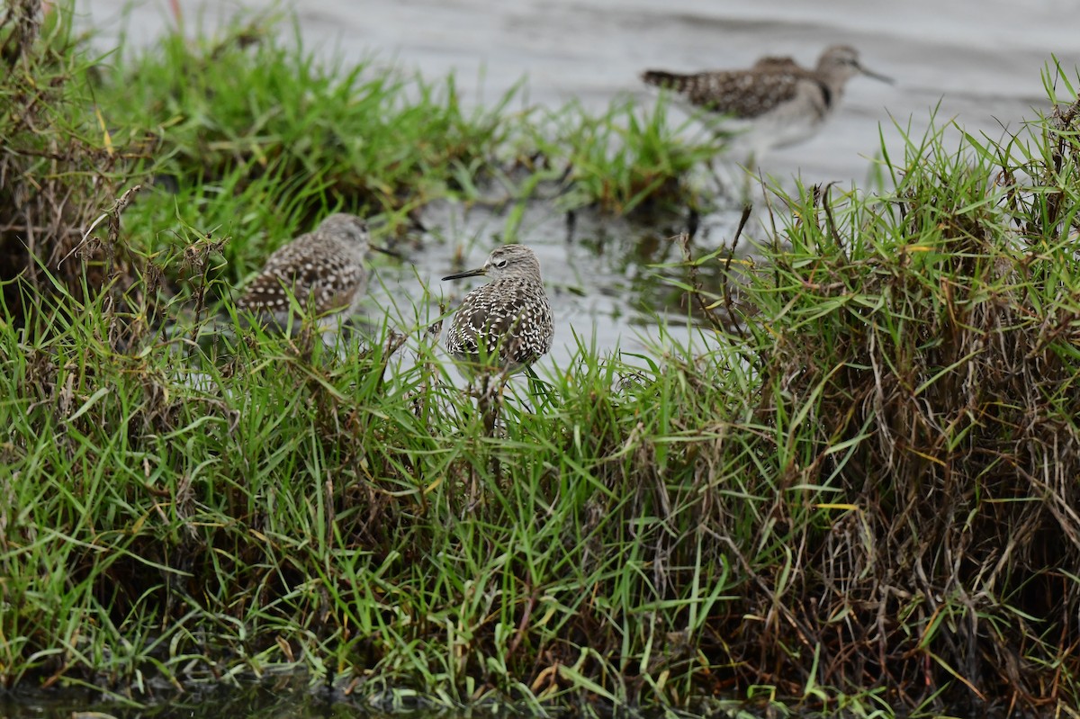vodouš bahenní - ML647062306