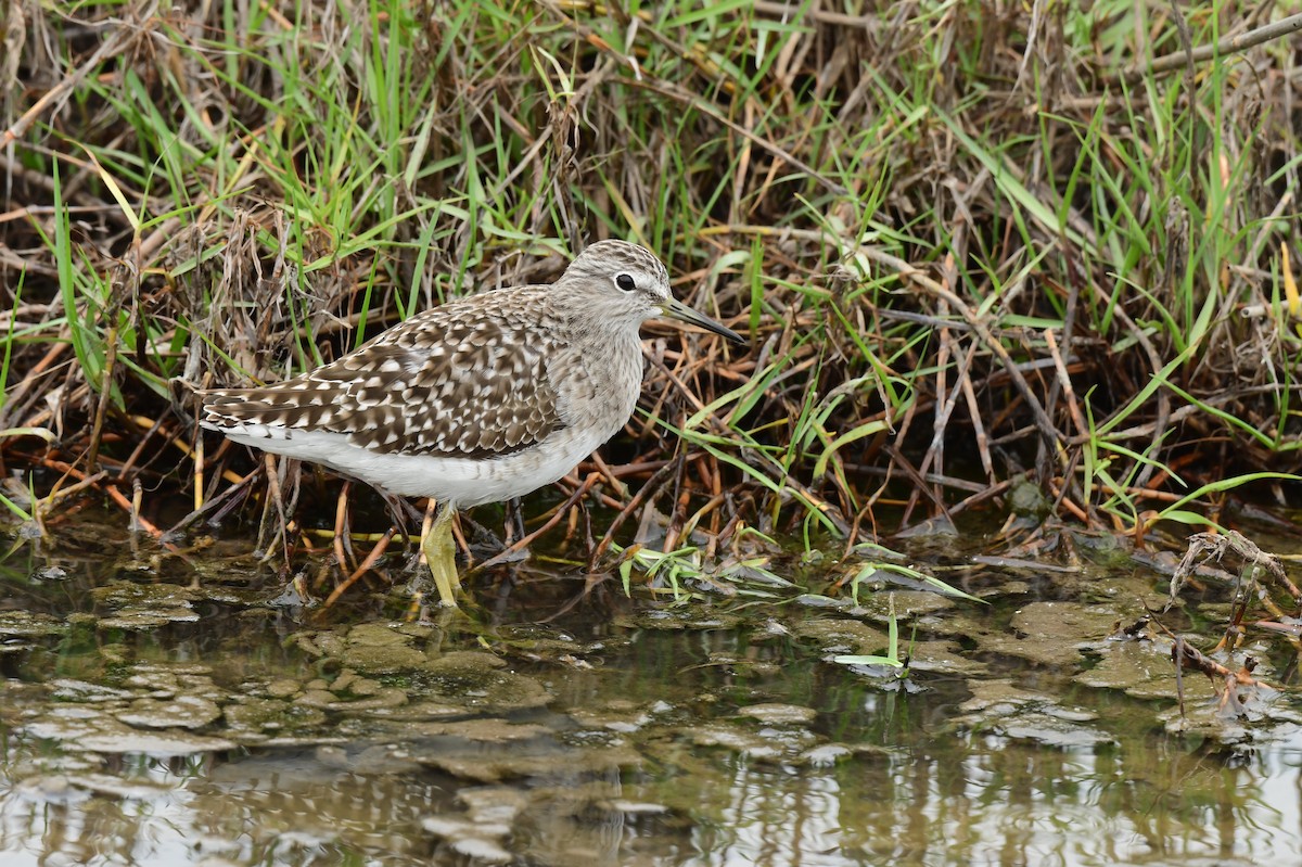 vodouš bahenní - ML647062309