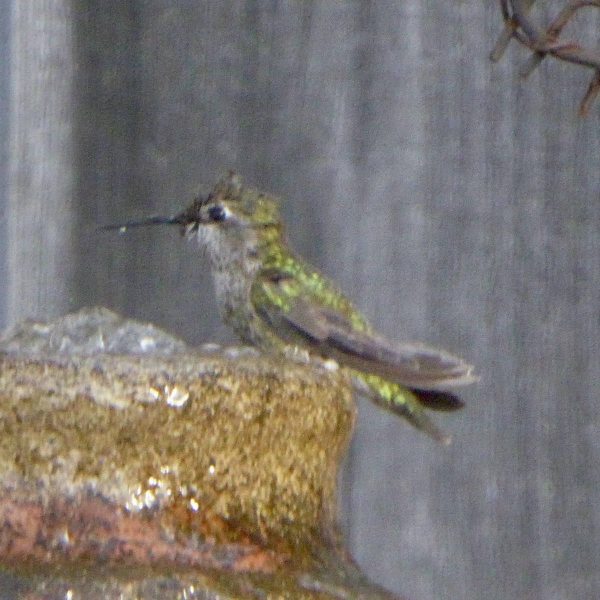 Anna's Hummingbird - ML647062310