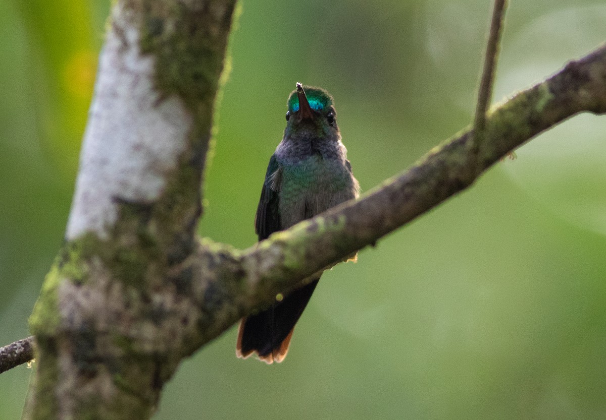 Charming Hummingbird - ML647062315