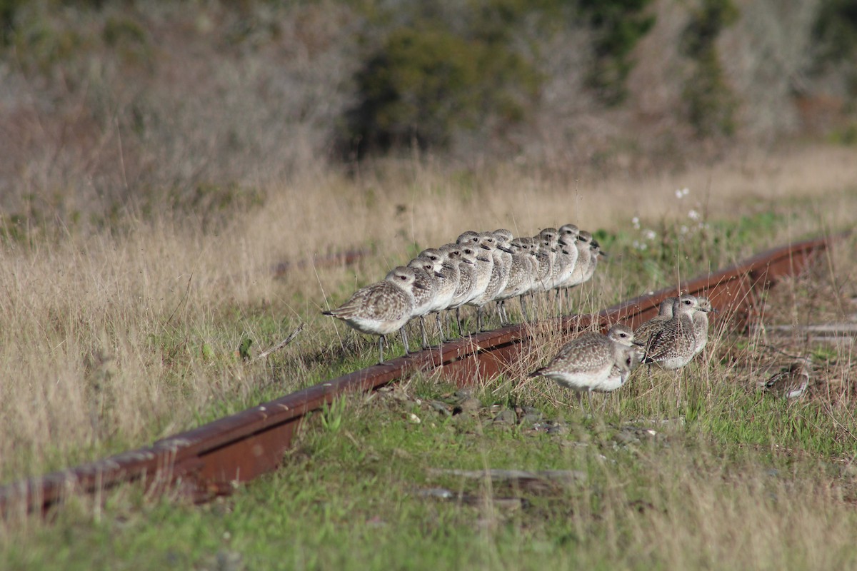 tundralo - ML647062317