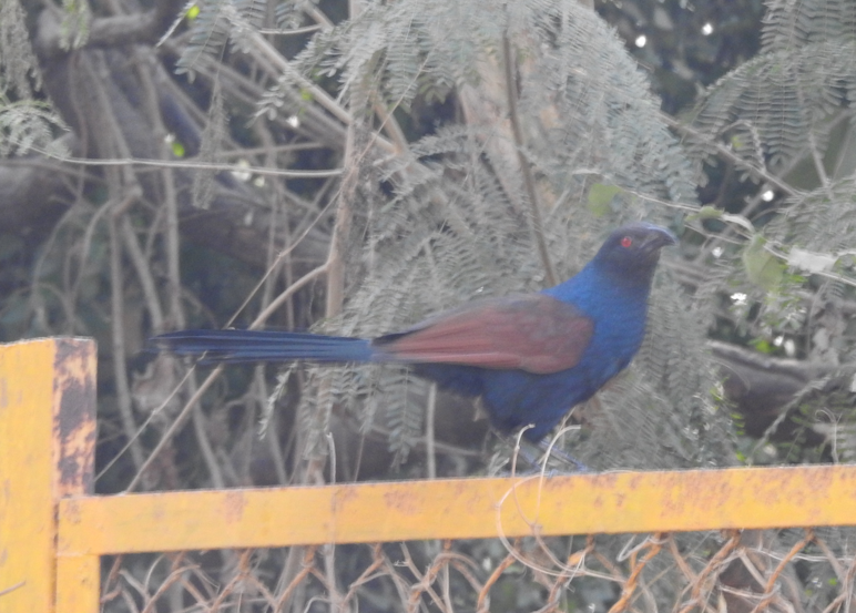 Greater Coucal - ML647062321