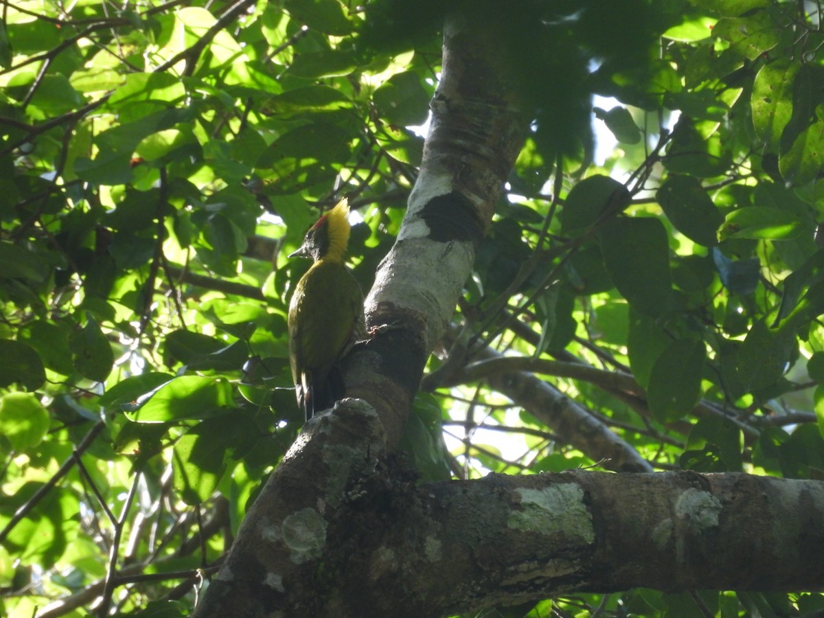 Жовна мала - ML647062327