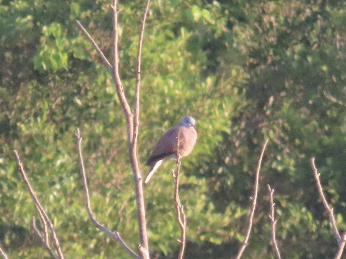 hrdlička jihoasijská - ML647062333