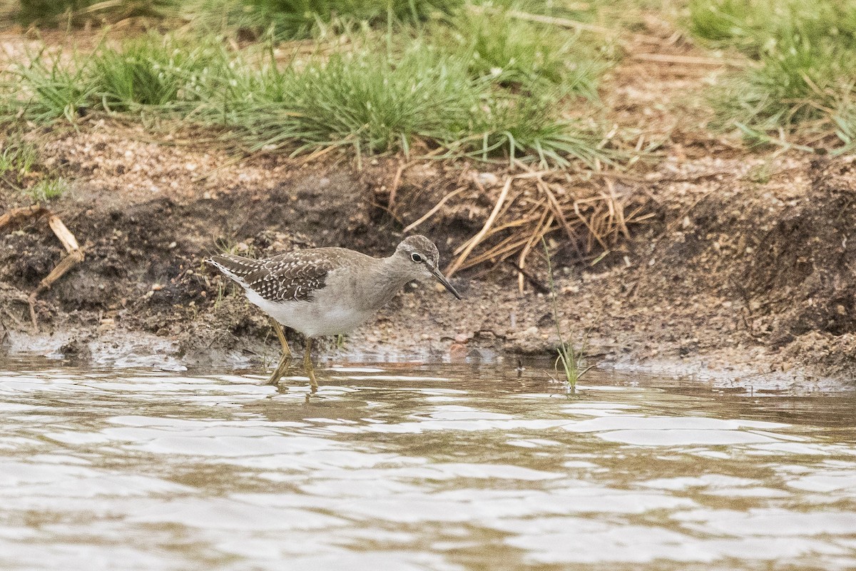 vodouš bahenní - ML647062338
