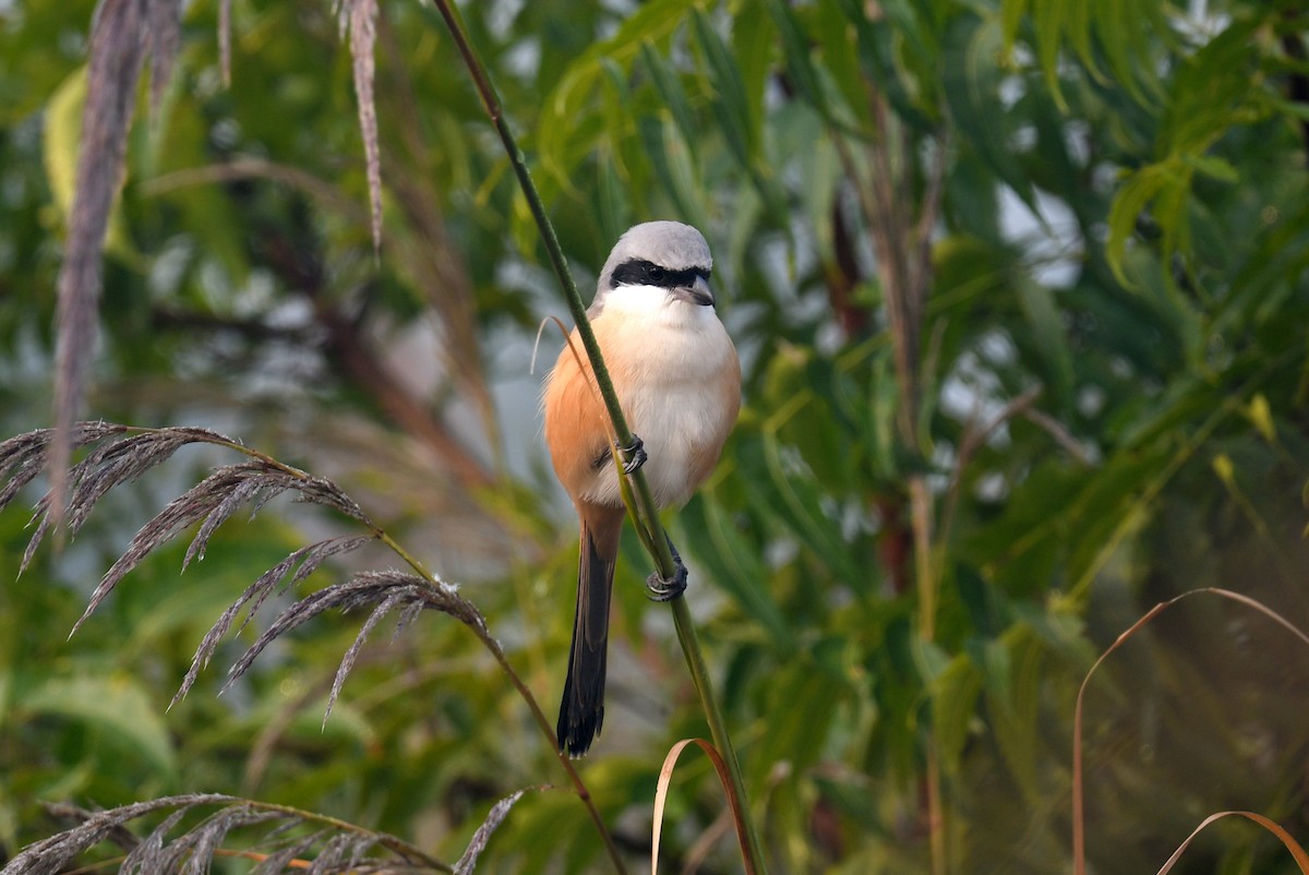 ťuhýk královský - ML647062340