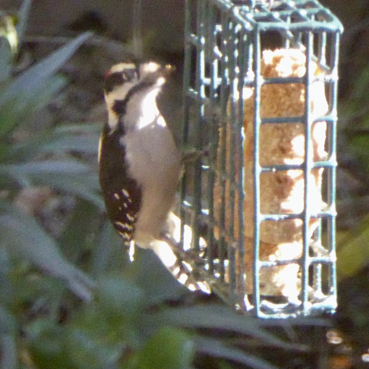 strakapoud osikový - ML647062342