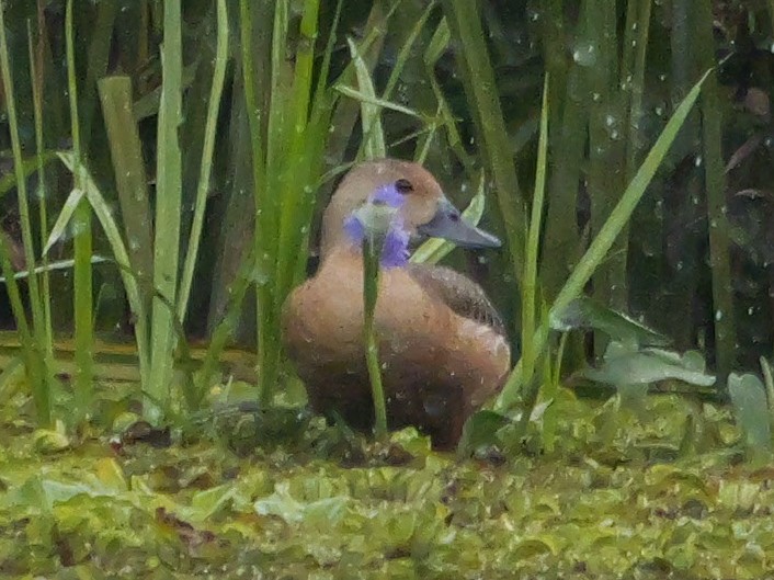 husička malá - ML647062343