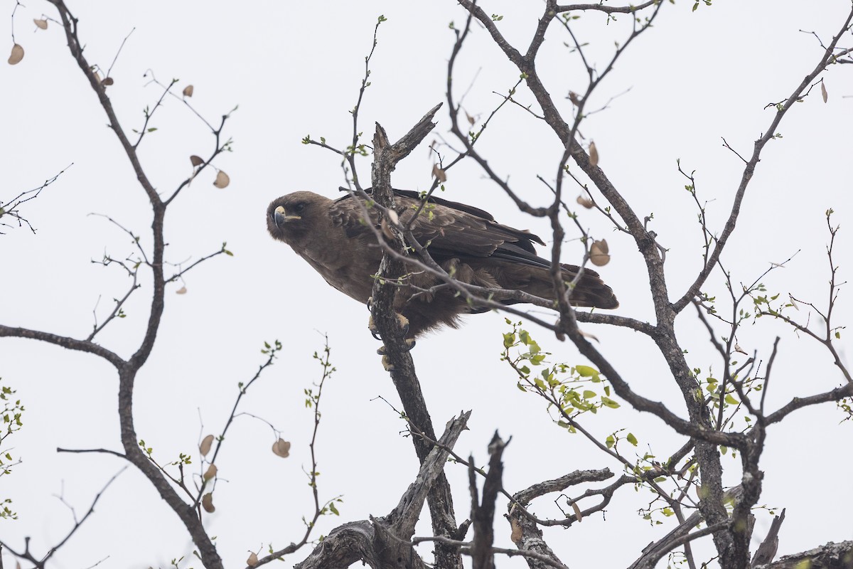 orel Wahlbergův - ML647062344