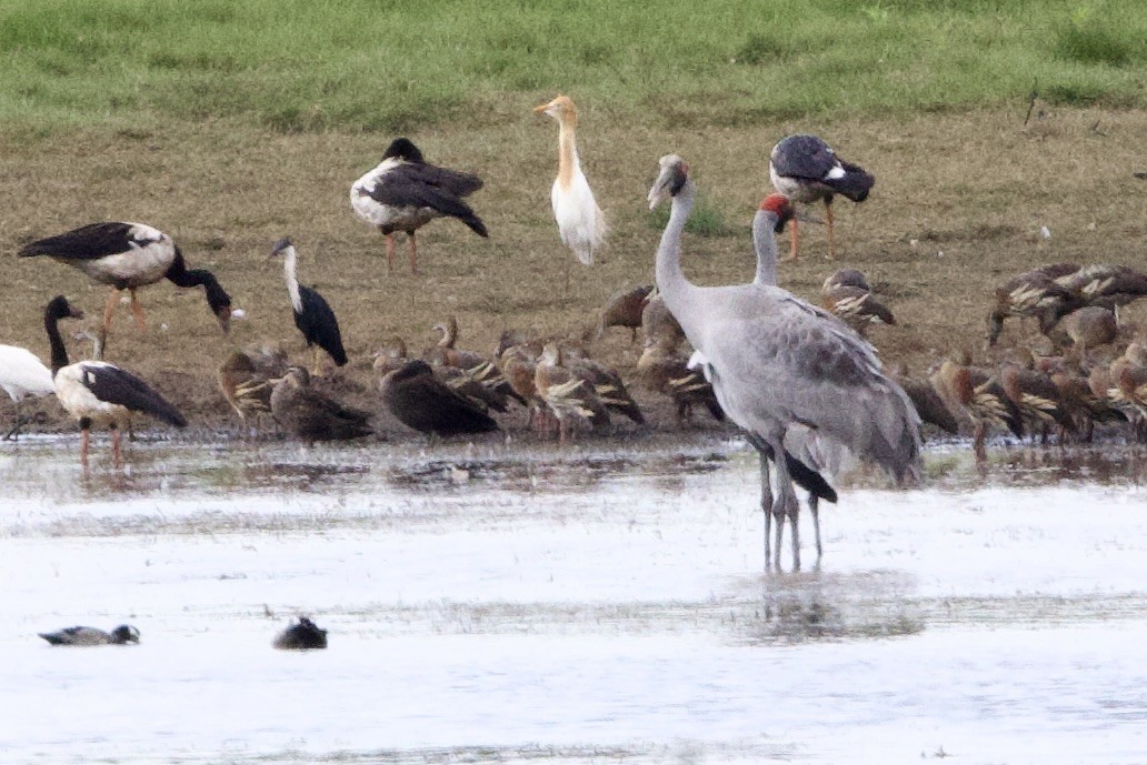 jeřáb australský - ML647062345