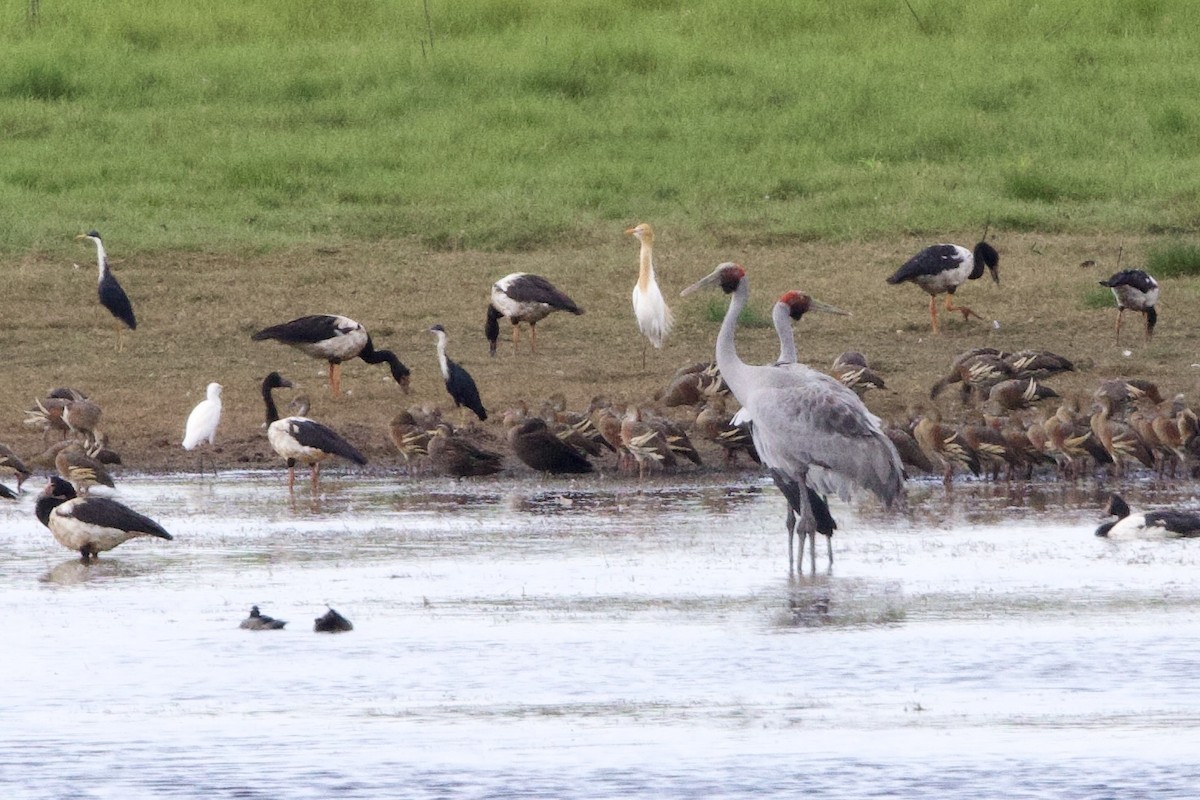 jeřáb australský - ML647062346