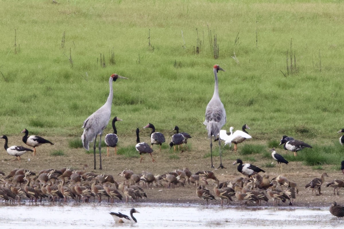 jeřáb australský - ML647062347