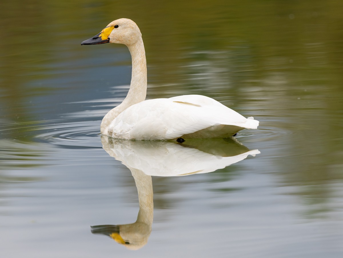 labuť malá (ssp. bewickii) - ML647062348