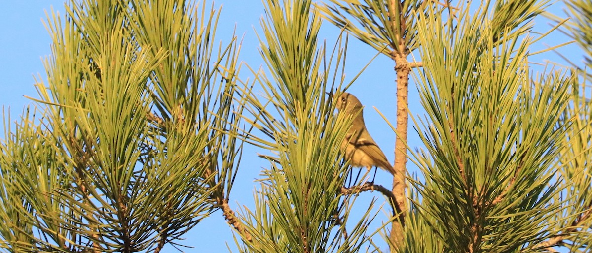 králíček americký - ML647062349