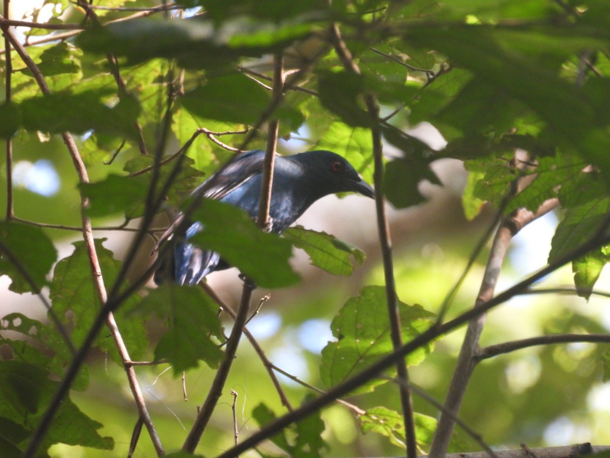 irena tyrkysová - ML647062350