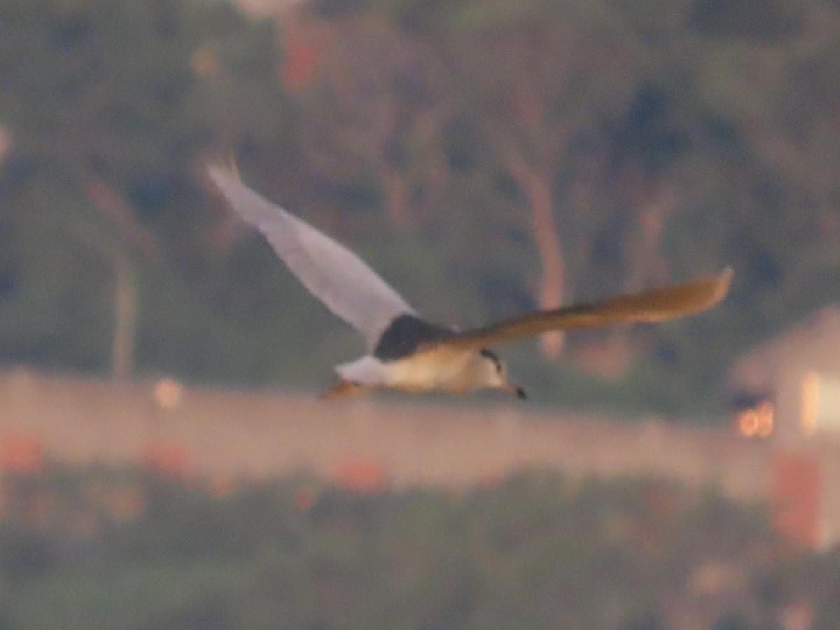 kvakoš noční - ML647062351