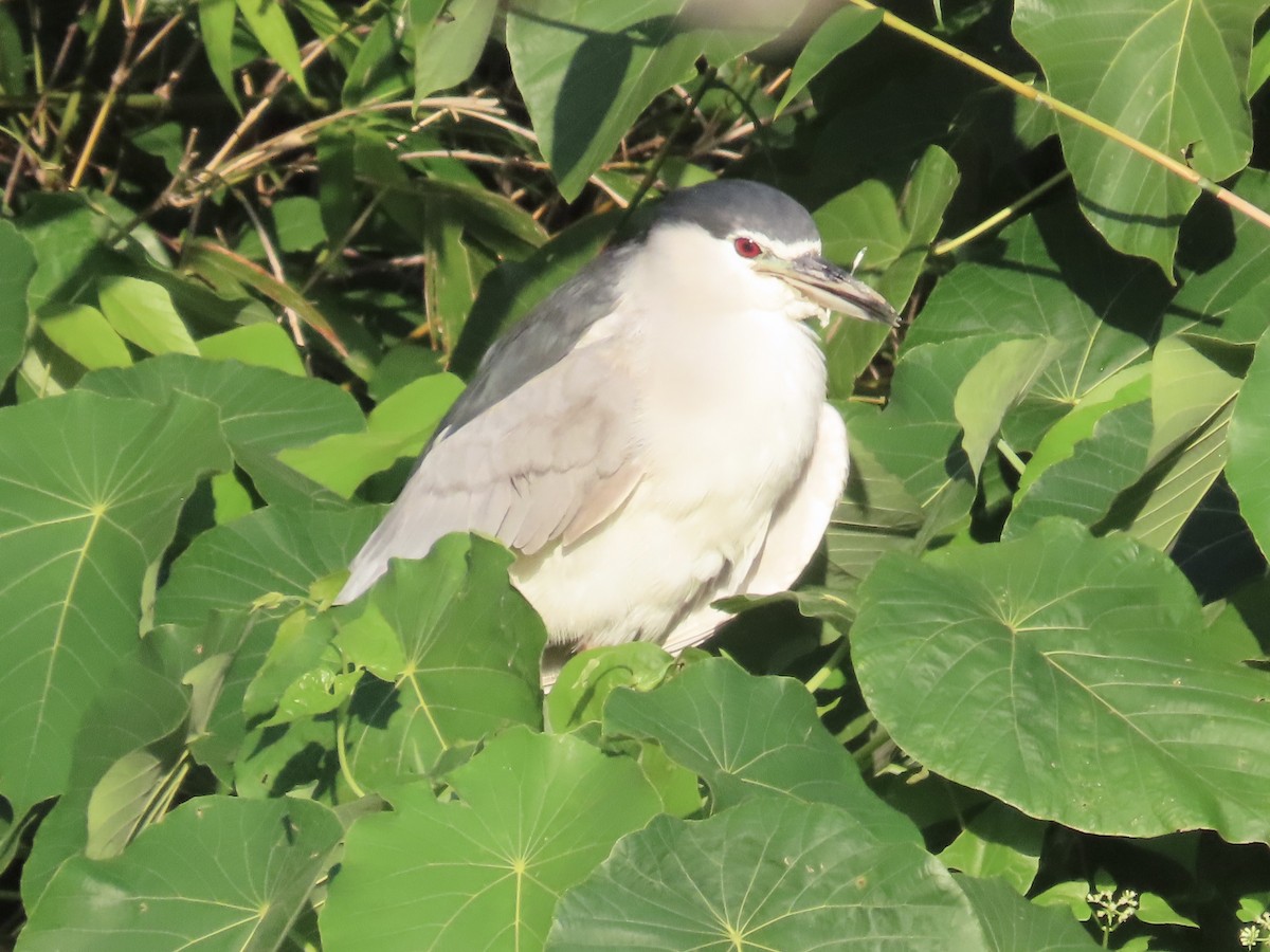 kvakoš noční - ML647062352