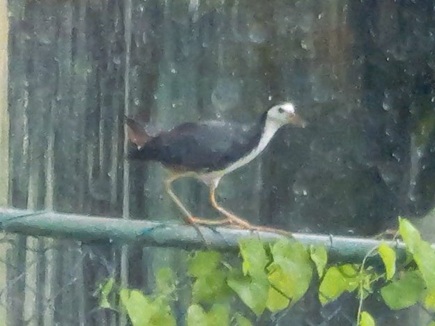 chřástal běloprsý - ML647062353