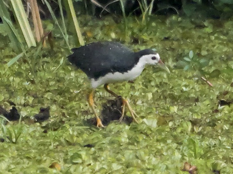 chřástal běloprsý - ML647062354