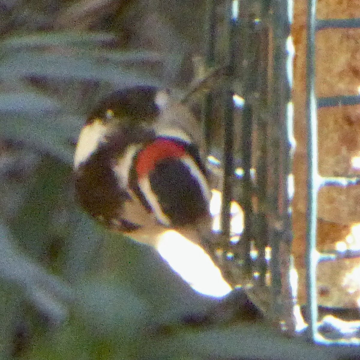 strakapoud osikový - ML647062355