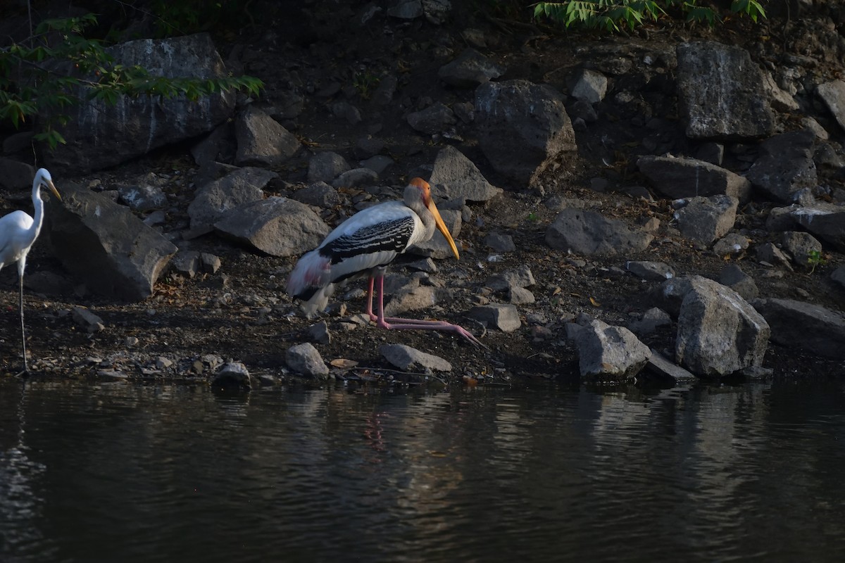 nesyt indický - ML647062356